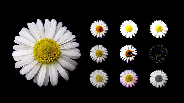 Daisies of different sizes and colors demonstrating the importance of high-fidelity recording